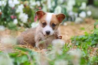 Finley, a male Pembroke Welsh Corgi for sale in Sugarcreek, OH – 3 of 10