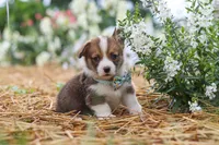 Luca, a male Pembroke Welsh Corgi for sale in Sugarcreek, OH – 9 of 10