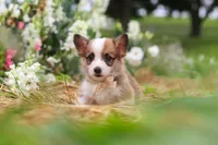 Myla, a female Pembroke Welsh Corgi for sale in Sugarcreek, OH – 3 of 10