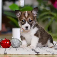 Noelle, a female Pembroke Welsh Corgi for sale in Sugarcreek, OH – Photo 3 of 5