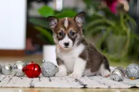 Noelle, a female Pembroke Welsh Corgi for sale in Sugarcreek, OH – Photo 3 of 5