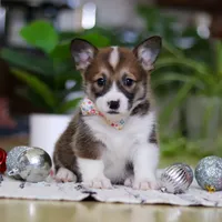 Noelle, a female Pembroke Welsh Corgi for sale in Sugarcreek, OH – Photo 2 of 5