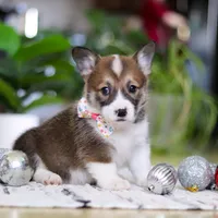 Noelle, a female Pembroke Welsh Corgi for sale in Sugarcreek, OH – Photo 4 of 5