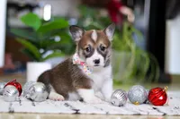 Noelle, a female Pembroke Welsh Corgi for sale in Sugarcreek, OH – Photo 4 of 5