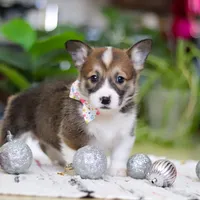 Noelle, a female Pembroke Welsh Corgi for sale in Sugarcreek, OH – Photo 1 of 5