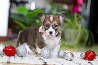 Noelle, a female Pembroke Welsh Corgi for sale in Sugarcreek, OH – Photo 1 of 5
