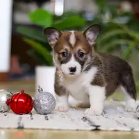 Noelle, a female Pembroke Welsh Corgi for sale in Sugarcreek, OH – Photo 5 of 5