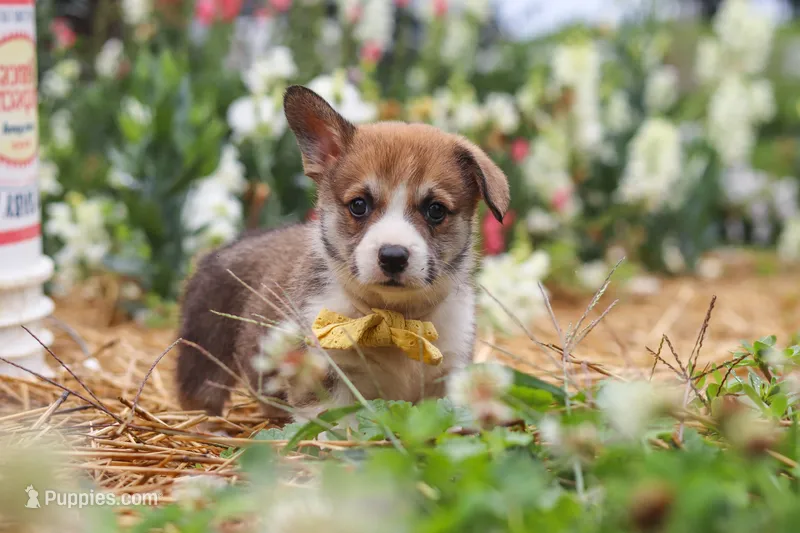Bentley – Pembroke Welsh Corgi puppy for sale in Sugarcreek, OH