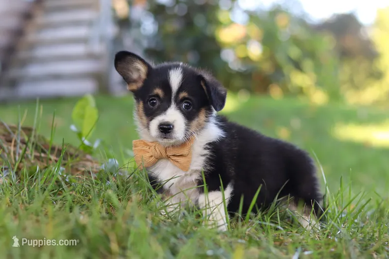 Weston – Pembroke Welsh Corgi puppy for sale in Sugarcreek, OH