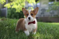 Milo, a male Pembroke Welsh Corgi for sale in Sugarcreek, OH – 2 of 7