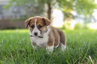 Chase, a male Pembroke Welsh Corgi for sale in Sugarcreek, OH – 5 of 8