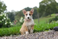 Jules, a female Pembroke Welsh Corgi for sale in Sugarcreek, OH – 7 of 10