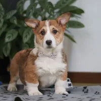 Joy, a female Pembroke Welsh Corgi for sale in Sugarcreek, OH – Photo 1 of 5
