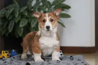 Joy, a female Pembroke Welsh Corgi for sale in Sugarcreek, OH – Photo 1 of 5