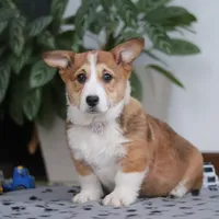 Joy, a female Pembroke Welsh Corgi for sale in Sugarcreek, OH – Photo 3 of 5