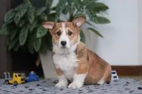 Joy, a female Pembroke Welsh Corgi for sale in Sugarcreek, OH – Photo 3 of 5