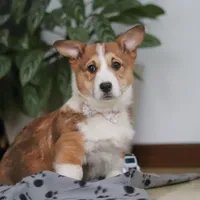 Joy, a female Pembroke Welsh Corgi for sale in Sugarcreek, OH – Photo 5 of 5