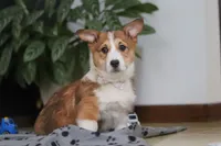 Joy, a female Pembroke Welsh Corgi for sale in Sugarcreek, OH – Photo 5 of 5