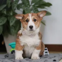 Joy, a female Pembroke Welsh Corgi for sale in Sugarcreek, OH – Photo 2 of 5