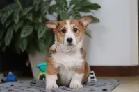Joy, a female Pembroke Welsh Corgi for sale in Sugarcreek, OH – Photo 2 of 5