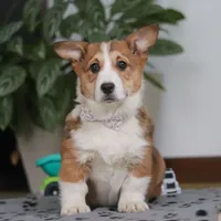 Joy, a female Pembroke Welsh Corgi for sale in Sugarcreek, OH – Photo 4 of 5