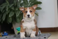 Joy, a female Pembroke Welsh Corgi for sale in Sugarcreek, OH – Photo 4 of 5