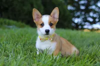 Loki, a female Pembroke Welsh Corgi for sale in Sugarcreek, OH – Photo 2 of 7