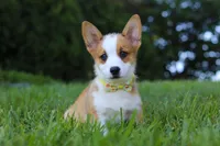 Loki, a female Pembroke Welsh Corgi for sale in Sugarcreek, OH – Photo 4 of 7