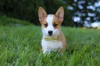 Loki, a female Pembroke Welsh Corgi for sale in Sugarcreek, OH – Photo 6 of 7