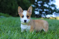 Loki, a female Pembroke Welsh Corgi for sale in Sugarcreek, OH – Photo 5 of 7