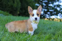Loki, a female Pembroke Welsh Corgi for sale in Sugarcreek, OH – Photo 7 of 7