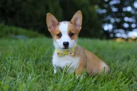 Loki, a female Pembroke Welsh Corgi for sale in Sugarcreek, OH – Photo 3 of 7