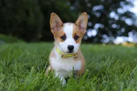 Loki, a female Pembroke Welsh Corgi for sale in Sugarcreek, OH – Photo 1 of 7