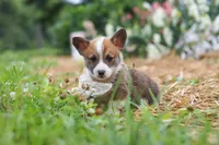 Garrett, a male Pembroke Welsh Corgi for sale in Sugarcreek, OH – 2 of 10