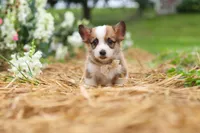 Myla, a female Pembroke Welsh Corgi for sale in Sugarcreek, OH – 9 of 10