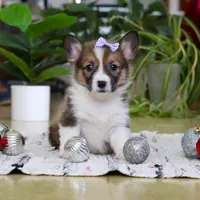 Snow, a female Pembroke Welsh Corgi for sale in Sugarcreek, OH – Photo 1 of 7