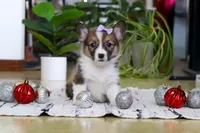 Snow, a female Pembroke Welsh Corgi for sale in Sugarcreek, OH – Photo 1 of 7