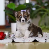 Snow, a female Pembroke Welsh Corgi for sale in Sugarcreek, OH – Photo 3 of 7