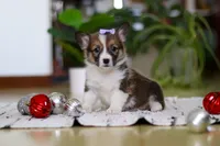Snow, a female Pembroke Welsh Corgi for sale in Sugarcreek, OH – Photo 3 of 7