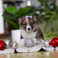 Snow, a female Pembroke Welsh Corgi for sale in Sugarcreek, OH – Photo 4 of 7