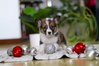 Snow, a female Pembroke Welsh Corgi for sale in Sugarcreek, OH – Photo 4 of 7