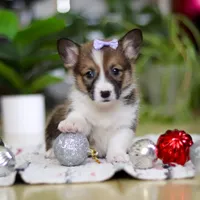 Snow, a female Pembroke Welsh Corgi for sale in Sugarcreek, OH – Photo 7 of 7