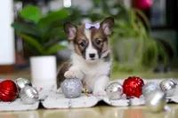 Snow, a female Pembroke Welsh Corgi for sale in Sugarcreek, OH – Photo 7 of 7
