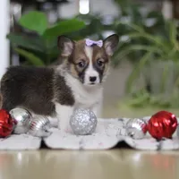 Snow, a female Pembroke Welsh Corgi for sale in Sugarcreek, OH – Photo 6 of 7