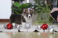 Snow, a female Pembroke Welsh Corgi for sale in Sugarcreek, OH – Photo 6 of 7