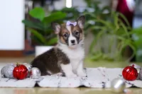 Snow, a female Pembroke Welsh Corgi for sale in Sugarcreek, OH – Photo 2 of 7