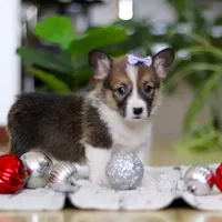 Snow, a female Pembroke Welsh Corgi for sale in Sugarcreek, OH – Photo 5 of 7