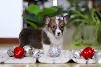 Snow, a female Pembroke Welsh Corgi for sale in Sugarcreek, OH – Photo 5 of 7