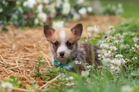Blake, a male Pembroke Welsh Corgi for sale in Sugarcreek, OH – 8 of 10