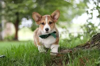 Luca, a male Pembroke Welsh Corgi for sale in Sugarcreek, OH – 3 of 6